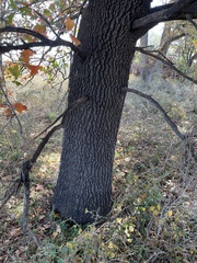 Blackjack oak (Quercus marilandica)
