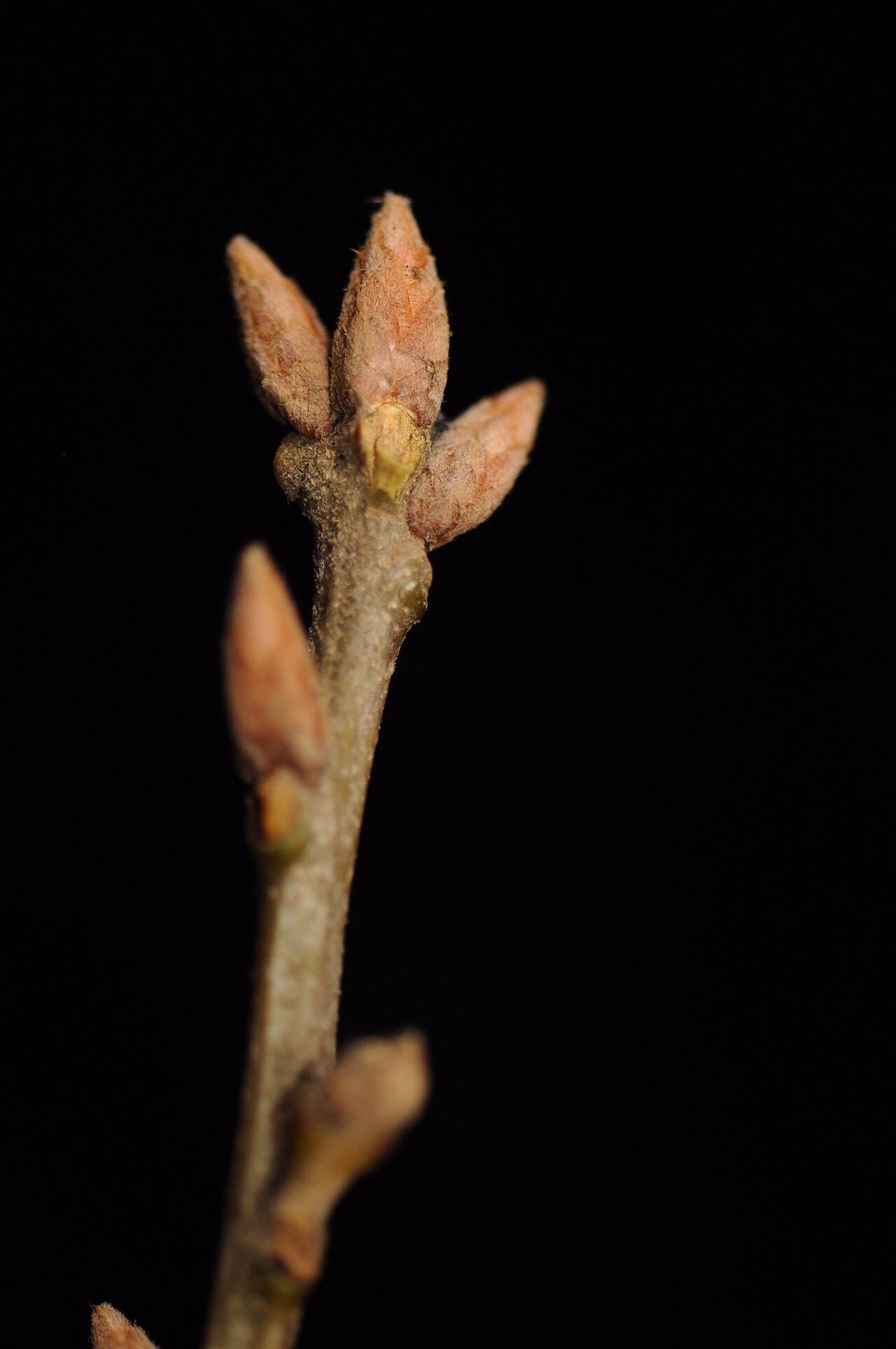 Blackjack oak: Quercus marilandica 19