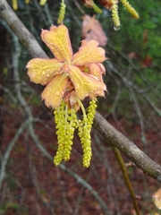 Blackjack oak (Quercus marilandica)