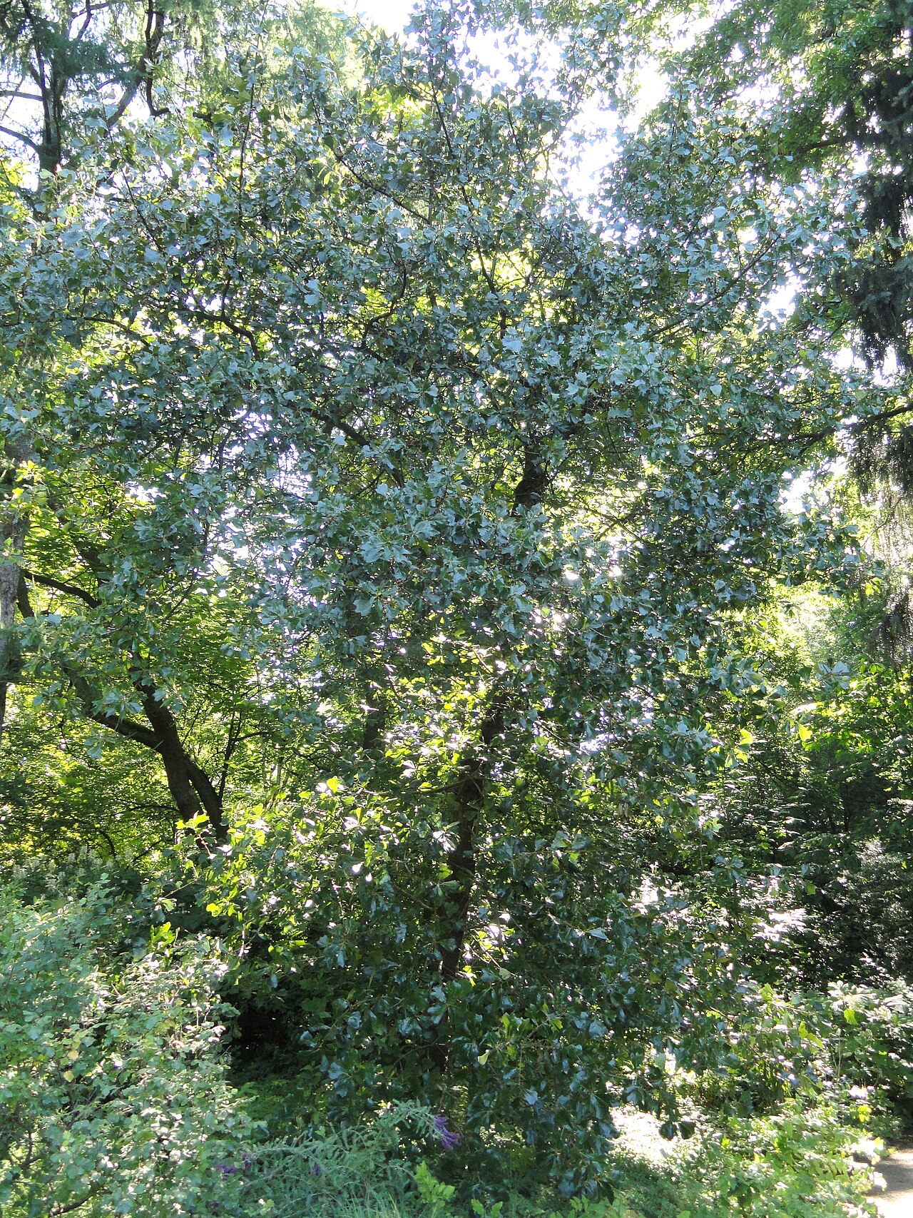 Blackjack oak: Botanical specimen in the Botanischer Garten, Frankfurt am Main, located at Siesmayerstraße 72, Frankfurt am Main, Germany.