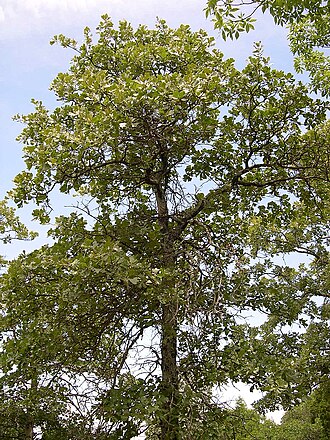 Blackjack oak: Blackjack Oak Quercus marilandica . Garden of the Gods, Shawnee National Forest, Illinois, USA.