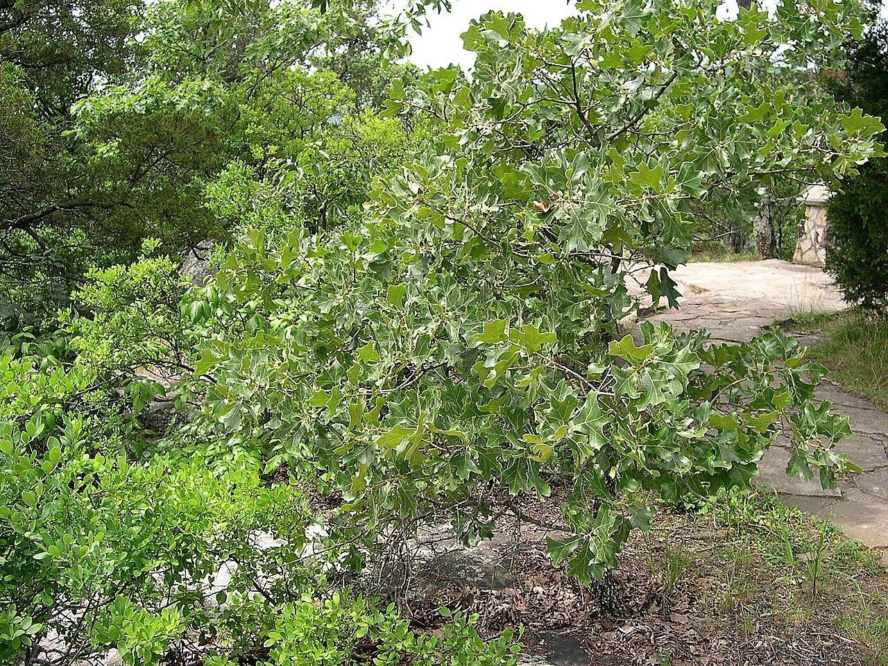 Blackjack oak: Blackjack Oak Quercus marilandica . Garden of the Gods, Shawnee National Forest, Illinois, USA.