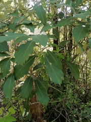 Quercus martinezii (Quercus martinezii)
