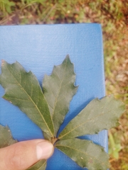 Quercus martinezii (Quercus martinezii)
