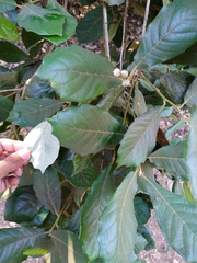 Quercus martinezii (Quercus martinezii)