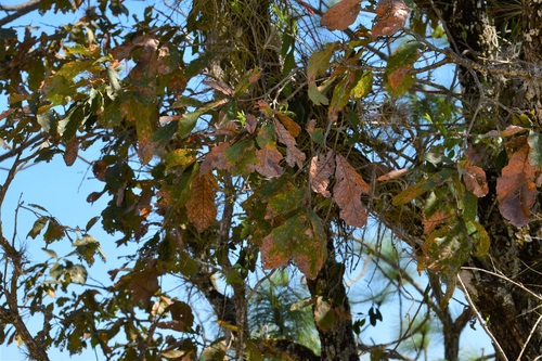 Quercus melissae (Quercus melissae)