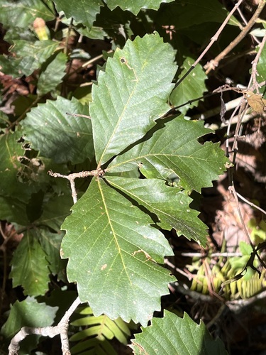Quercus melissae (Quercus melissae)