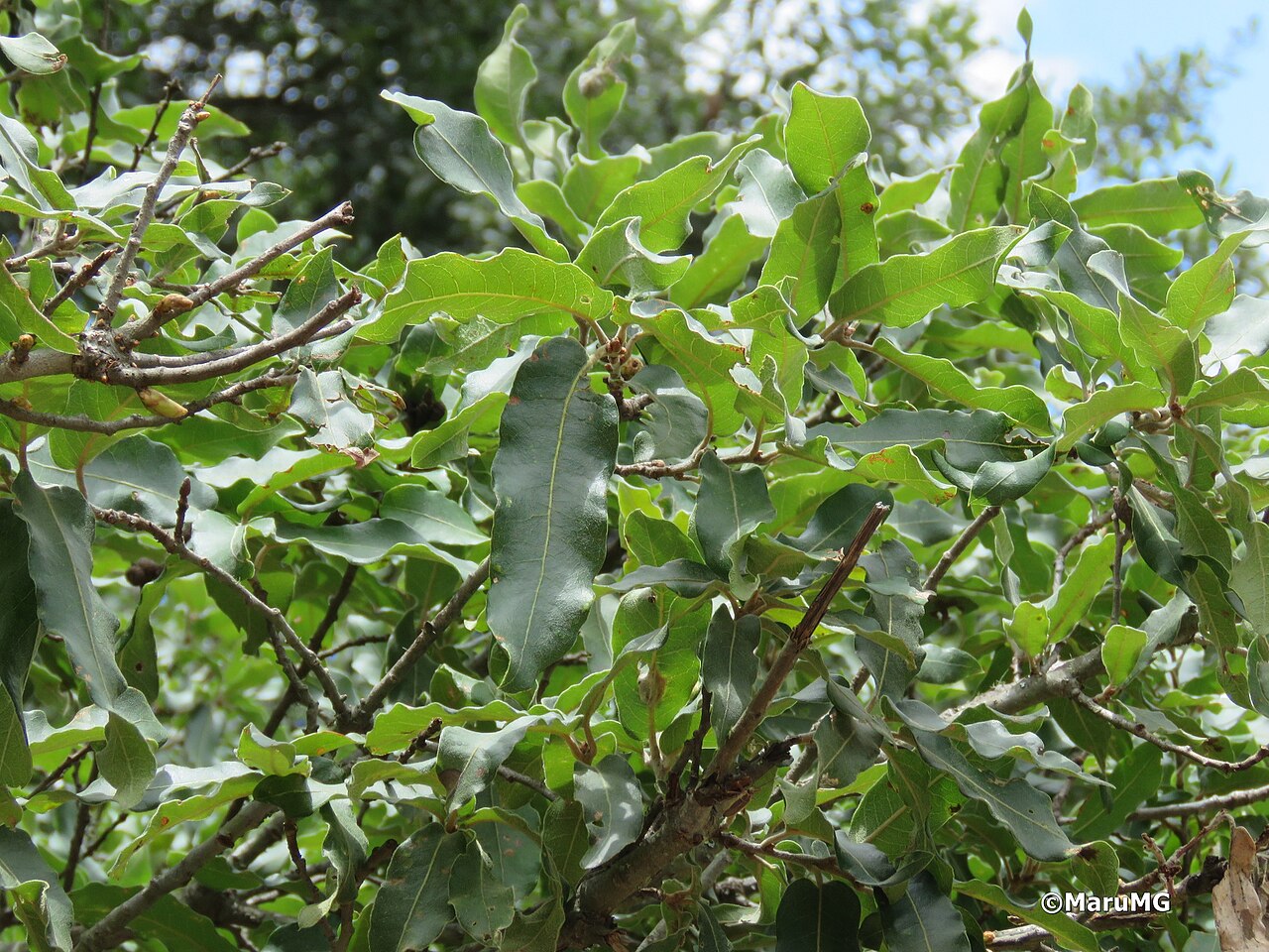Quercus mexicana: Fruiting Quercus mexicana from Xichú, Mexico.