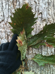 Swamp chestnut oak (Quercus michauxii)