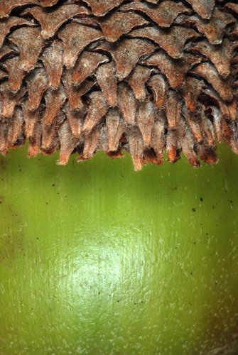 Swamp chestnut oak (Quercus michauxii)