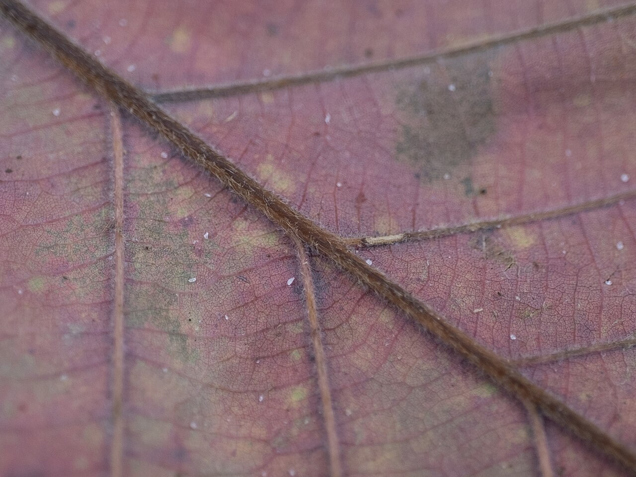 Swamp chestnut oak: Swamp chestnut oak ( Quercus michauxii ) in the United States