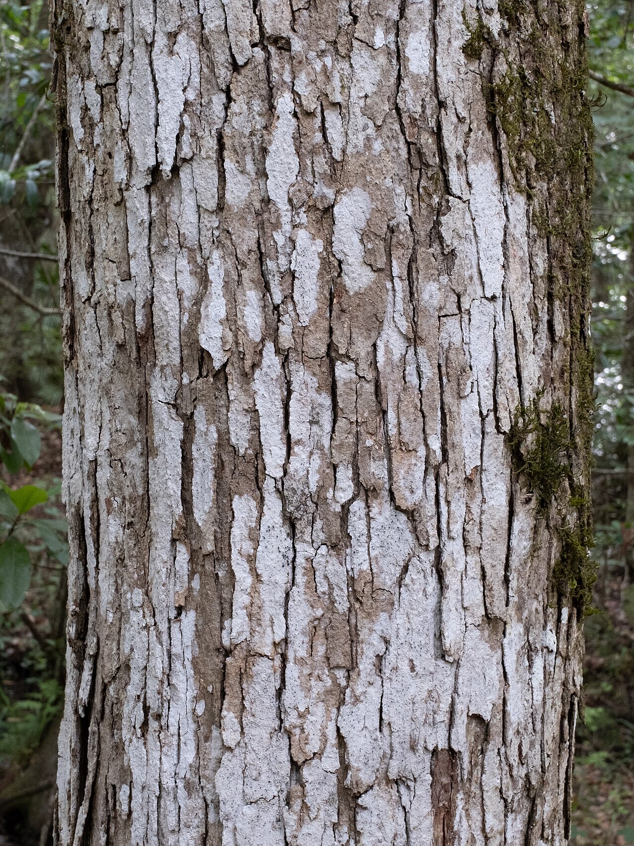 Swamp chestnut oak: Swamp chestnut oak ( Quercus michauxii ) in the United States