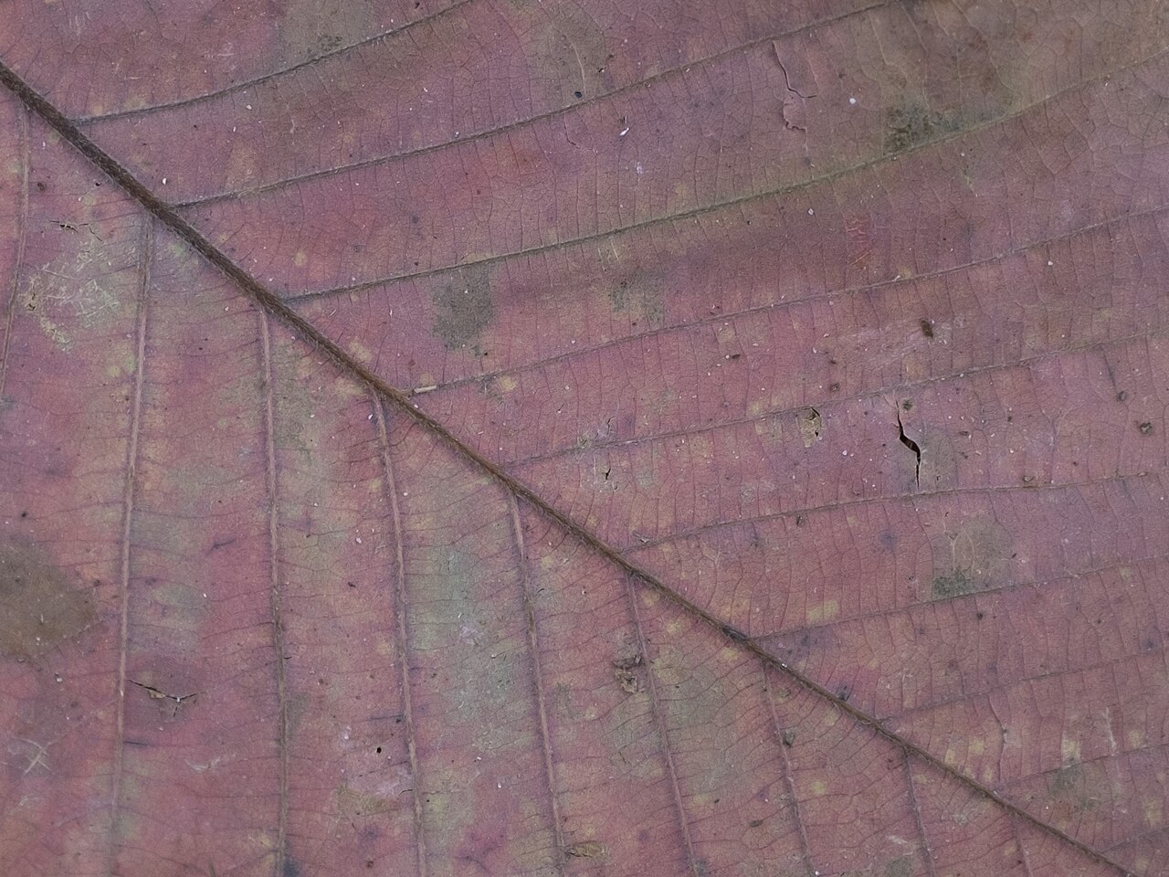 Swamp chestnut oak: Swamp chestnut oak ( Quercus michauxii ) in the United States