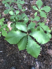 Swamp chestnut oak (Quercus michauxii)