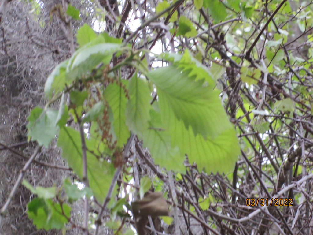 Swamp chestnut oak (Quercus michauxii)