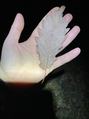 Swamp chestnut oak (Quercus michauxii)