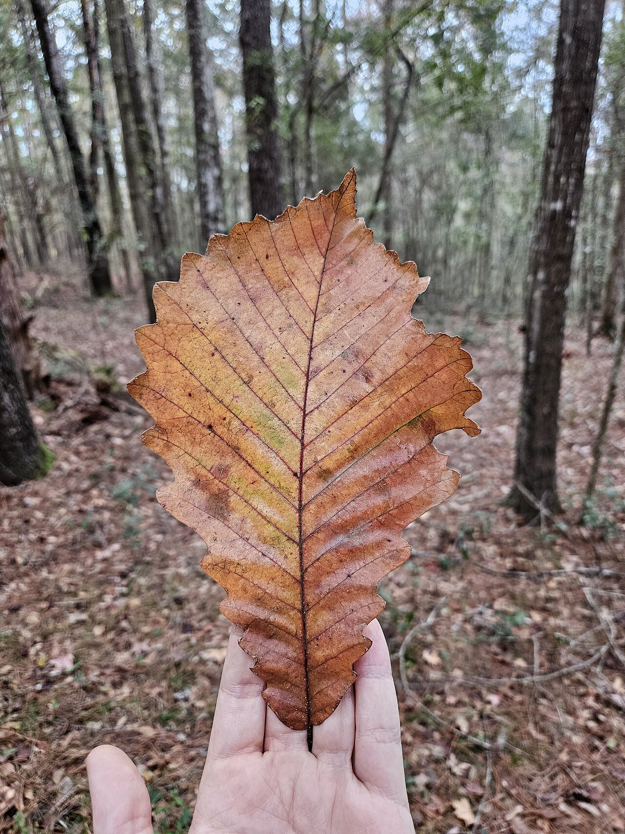 Swamp chestnut oak: Swamp chestnut oak ( Quercus michauxii ) in the United States