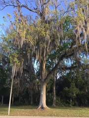 Swamp chestnut oak (Quercus michauxii)