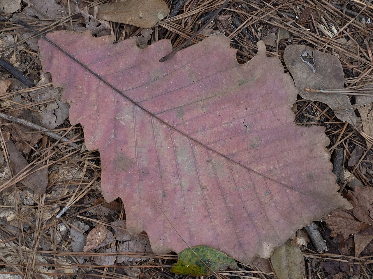 Swamp chestnut oak: Swamp chestnut oak ( Quercus michauxii ) in the United States