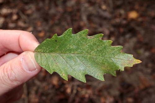 Swamp chestnut oak (Quercus michauxii)
