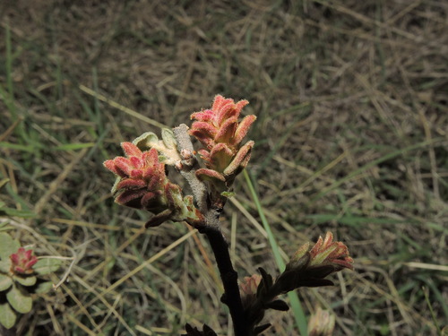 Quercus microphylla (Quercus microphylla)