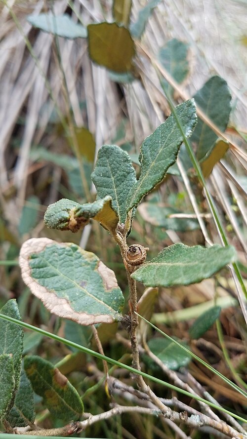 Quercus microphylla: Fruiting Quercus microphylla from Perote, Mexico.