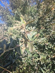 Quercus microphylla (Quercus microphylla)