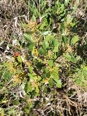 Dwarf live oak (Quercus minima)