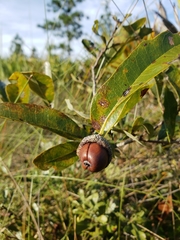 Dwarf live oak (Quercus minima)