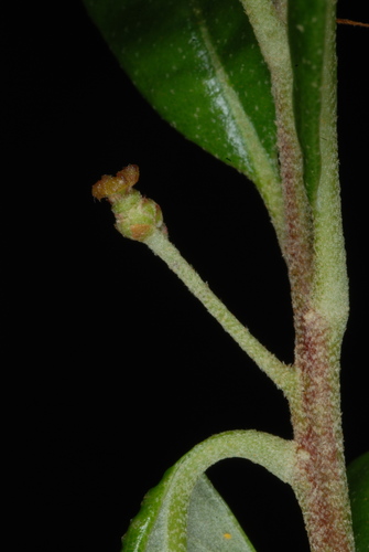Dwarf live oak (Quercus minima)