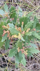 Dwarf live oak (Quercus minima)