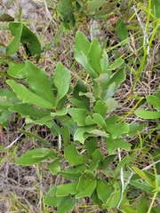 Dwarf live oak (Quercus minima)