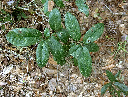 Dwarf live oak: Found in Silver River State Park, Florida