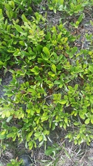 Dwarf live oak (Quercus minima)