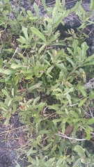 Dwarf live oak (Quercus minima)