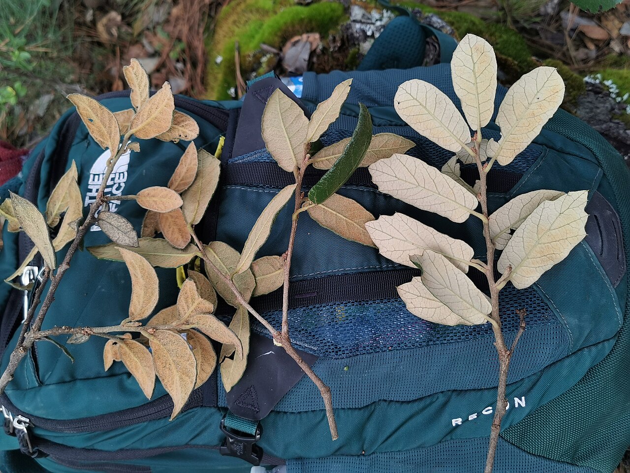 Quercus miquihuanensis: Q miquihuanensis, on the left. Q miquihuanensis x Q. sideroxyla in the middle. Q sideroxyla, on the right.