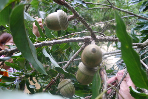 Quercus miyagii (Quercus miyagii)