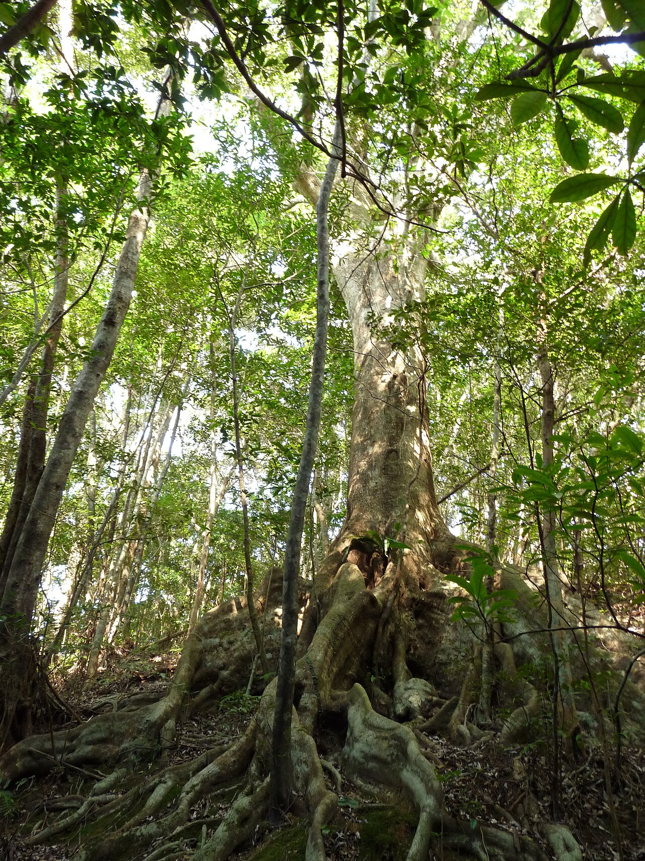 Quercus miyagii: Quercus miyagii