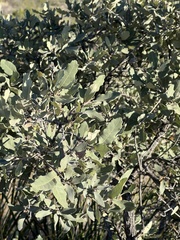 Mohr oak (Quercus mohriana)