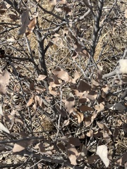 Mohr oak (Quercus mohriana)