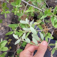 Mohr oak (Quercus mohriana)