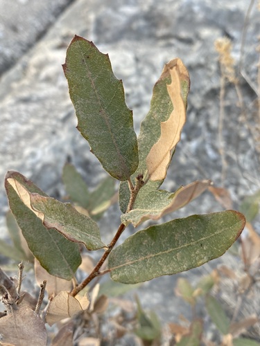 Mohr oak (Quercus mohriana)