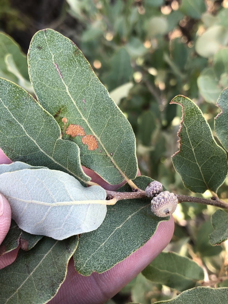 Mohr oak (Quercus mohriana)