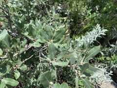 Mohr oak (Quercus mohriana)