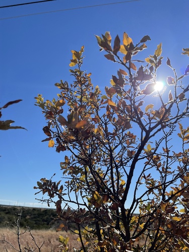 Mohr oak (Quercus mohriana)