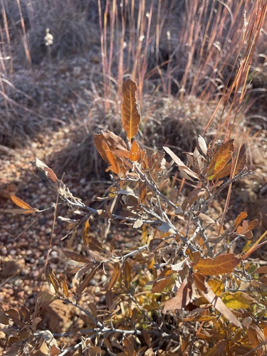 Mohr oak (Quercus mohriana)