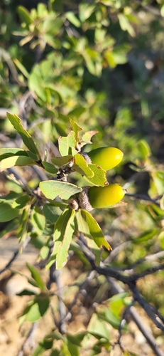 Mohr oak (Quercus mohriana)