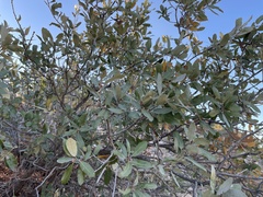 Mohr oak (Quercus mohriana)