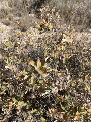 Mohr oak (Quercus mohriana)