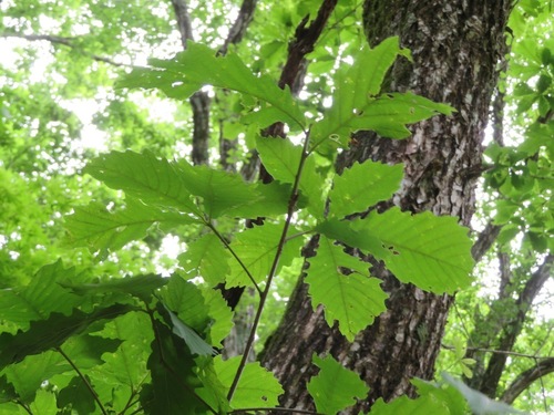 Mongolian oak (Quercus mongolica)